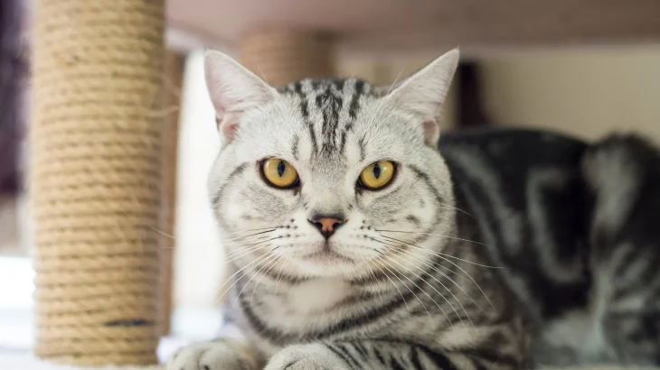 American Shorthair Cat photo