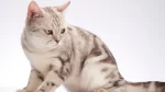 American Shorthair Cat photo