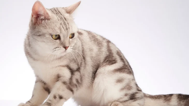 American Shorthair Cat photo