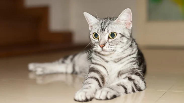American Shorthair Cat photo