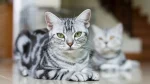 American Shorthair Cat photo