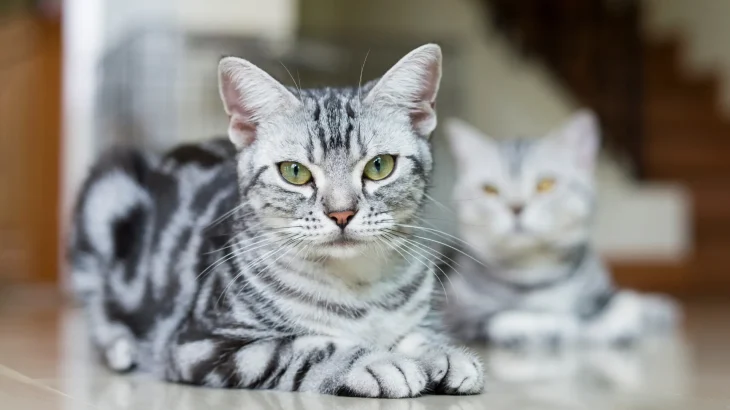 American Shorthair Cat photo