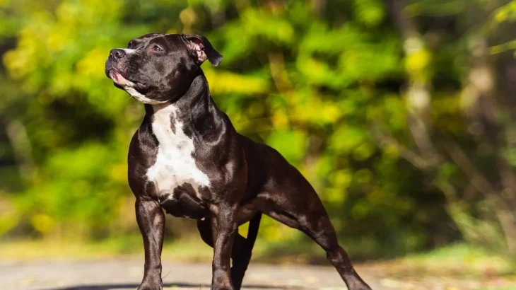 American Staffordshire Terrier Dog photo