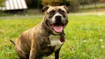American Staffordshire Terrier Dog photo
