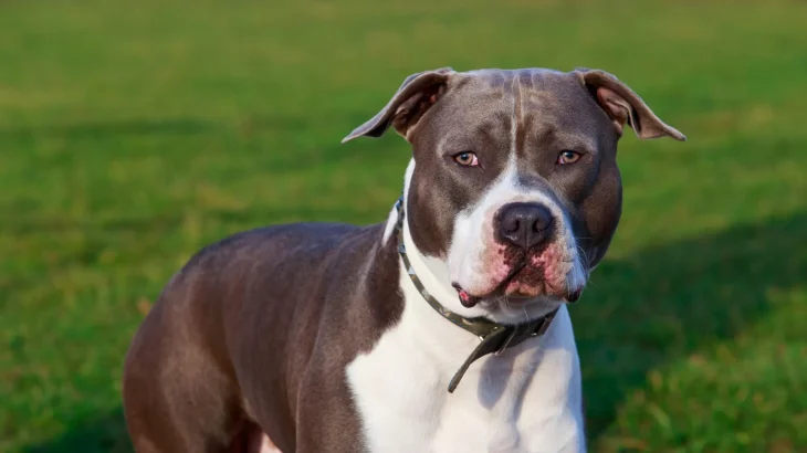 American Staffordshire Terrier Dog photo