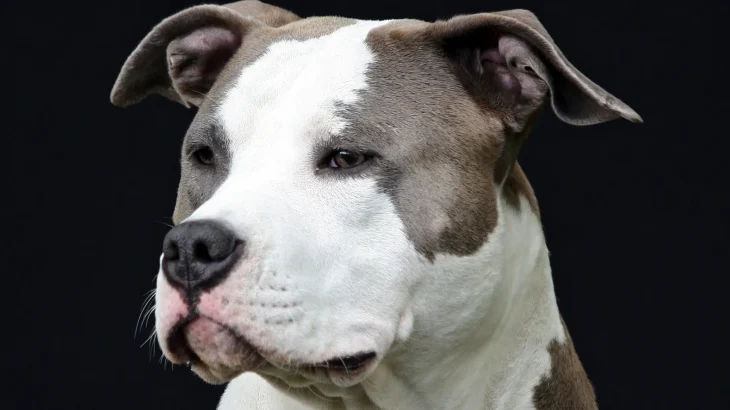 American Staffordshire Terrier Dog photo