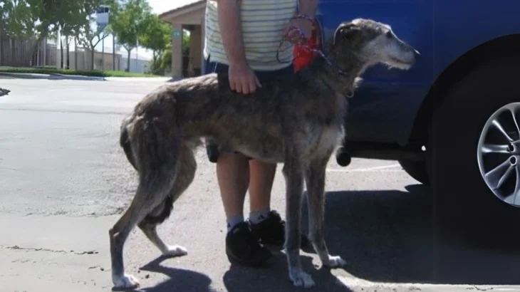 American Staghound Dog photo
