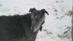 American Staghound Dog photo