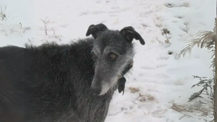 American Staghound Dog photo