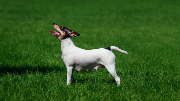 American Toy Terrier Dog photo