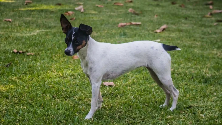American Toy Terrier Dog photo
