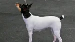 American Toy Terrier Dog photo