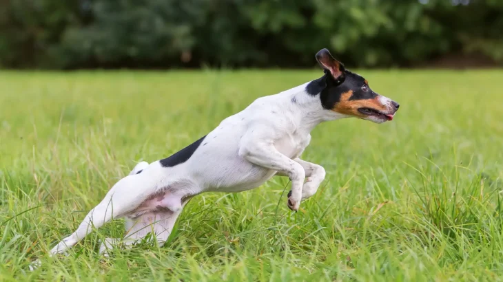 American Toy Terrier Dog photo