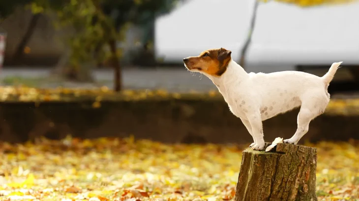 American Toy Terrier Dog photo