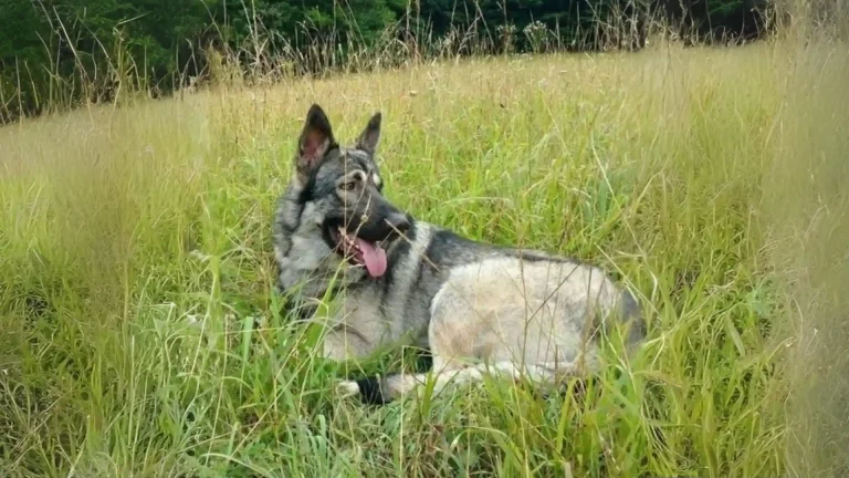 American Tundra Shepherd Dog Dog photo