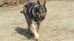 American Tundra Shepherd Dog Dog photo