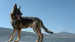 American Tundra Shepherd Dog Dog photo