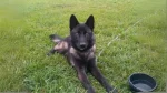 American Tundra Shepherd Dog Dog photo