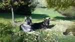 American Tundra Shepherd Dog Dog photo