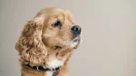 American Water Spaniel Dog photo
