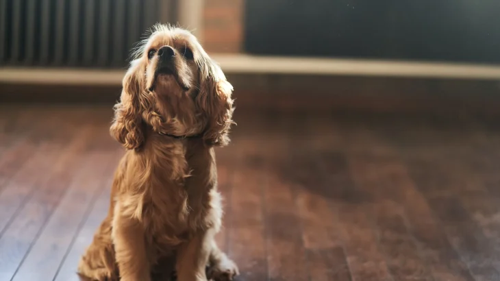 American Water Spaniel Dog photo
