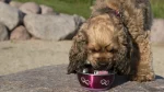 American Water Spaniel Dog photo