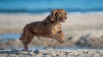 American Water Spaniel Dog photo