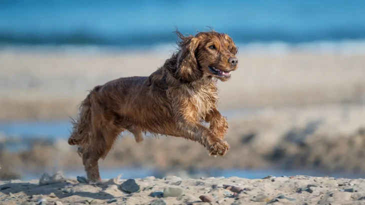 American Water Spaniel Dog photo
