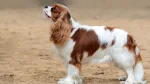 American Water Spaniel Dog photo
