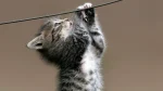 American Wirehair Cat photo