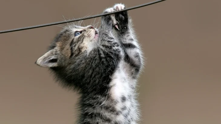 American Wirehair Cat photo