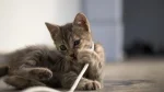 American Wirehair Cat photo