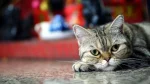 American Wirehair Cat photo