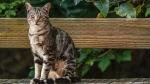 American Wirehair Cat photo