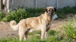 Anatolian Shepherd Dog Dog photo