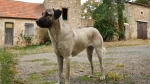 Anatolian Shepherd Dog Dog photo