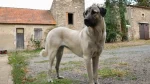 Anatolian Shepherd Dog Dog photo