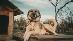 Anatolian Shepherd Dog Dog photo