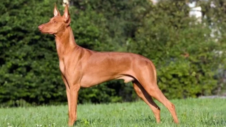 Andalusian Podenco Dog photo