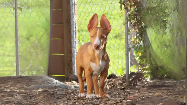 Andalusian Podenco Dog photo