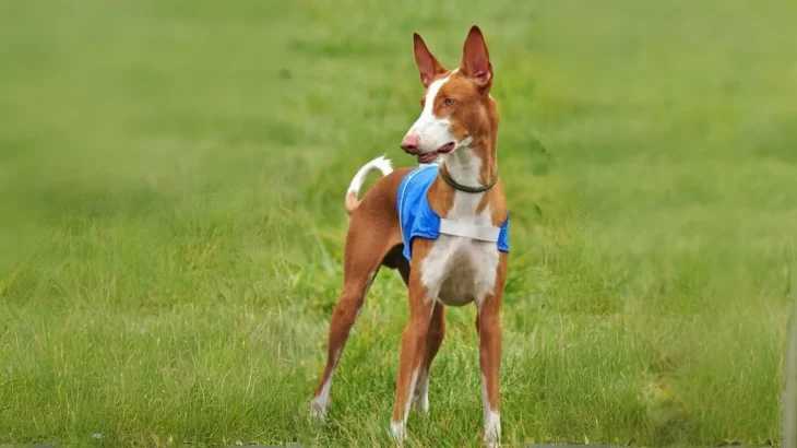 Andalusian Podenco Dog photo