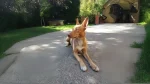 Andalusian Podenco Dog photo