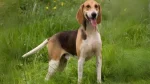 Anglo-Francaises de Petite Venerie Dog photo