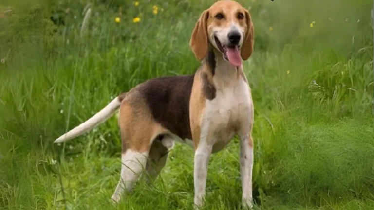 Anglo-Francaises de Petite Venerie Dog photo
