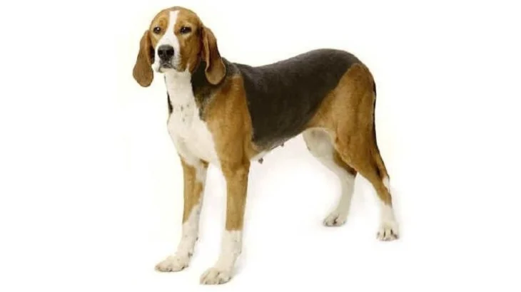Anglo-Francaises de Petite Venerie Dog photo