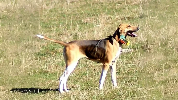 Anglo-Francaises de Petite Venerie Dog photo