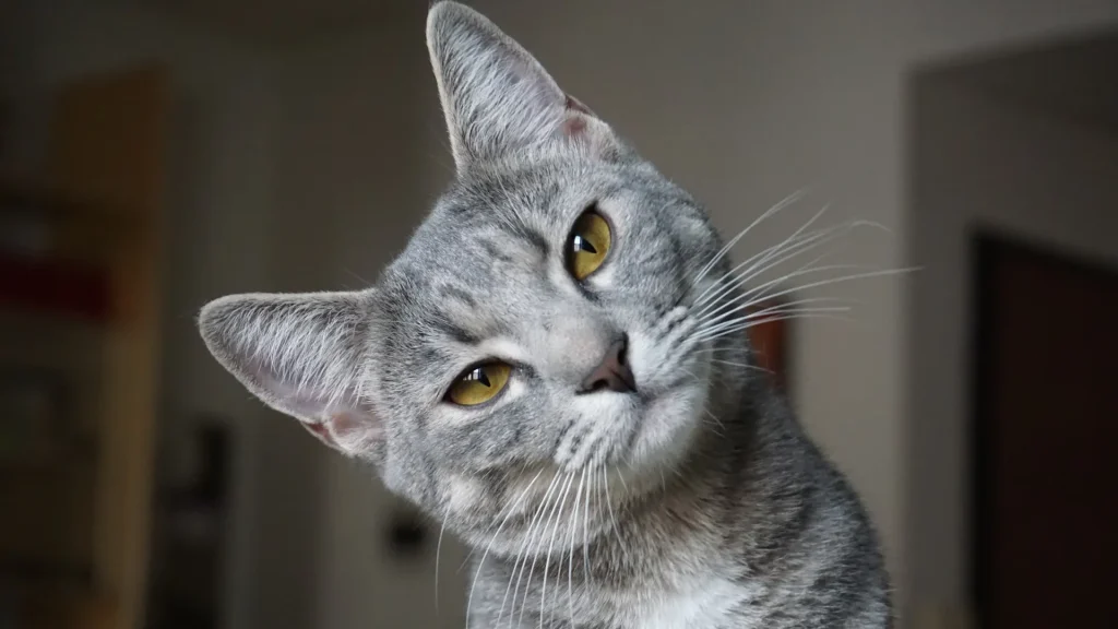 Antipodean Cat photo