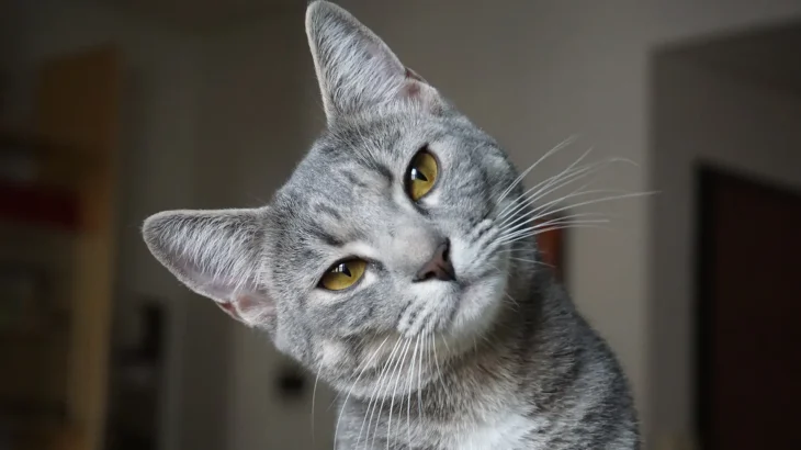 Antipodean Cat photo