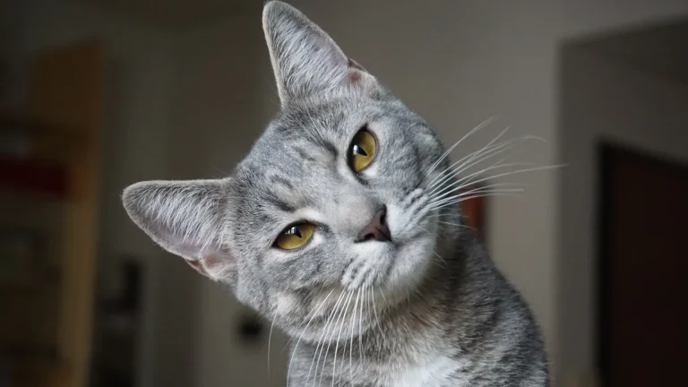 Antipodean Cat photo