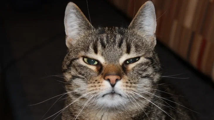 Antipodean Cat photo